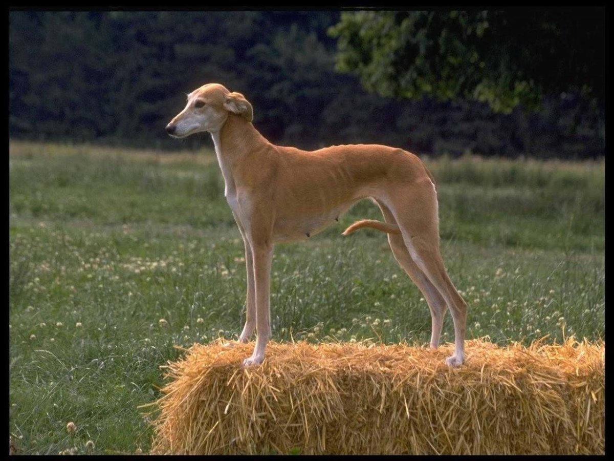 Уиппет гончая борзая