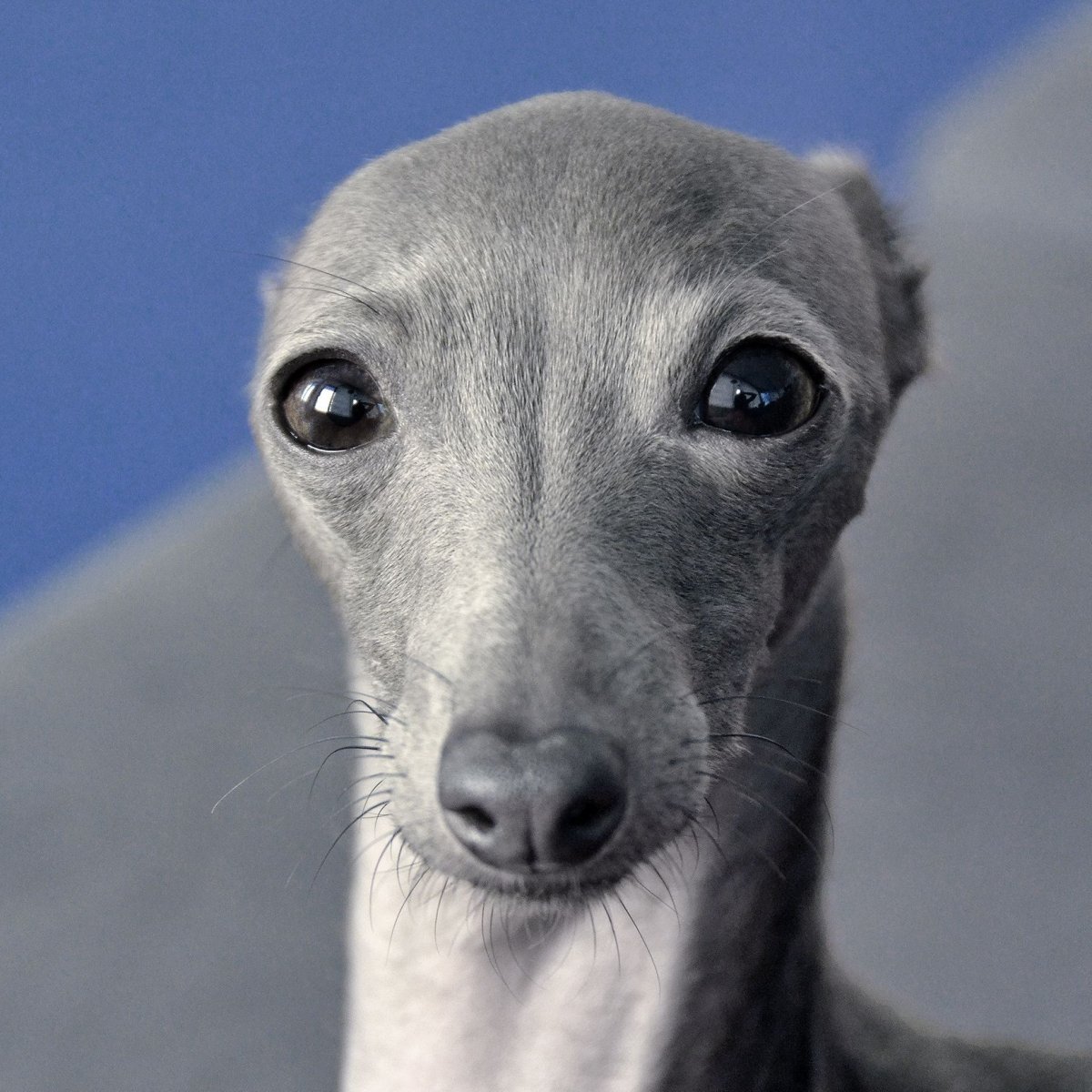 Левретка гончая борзая