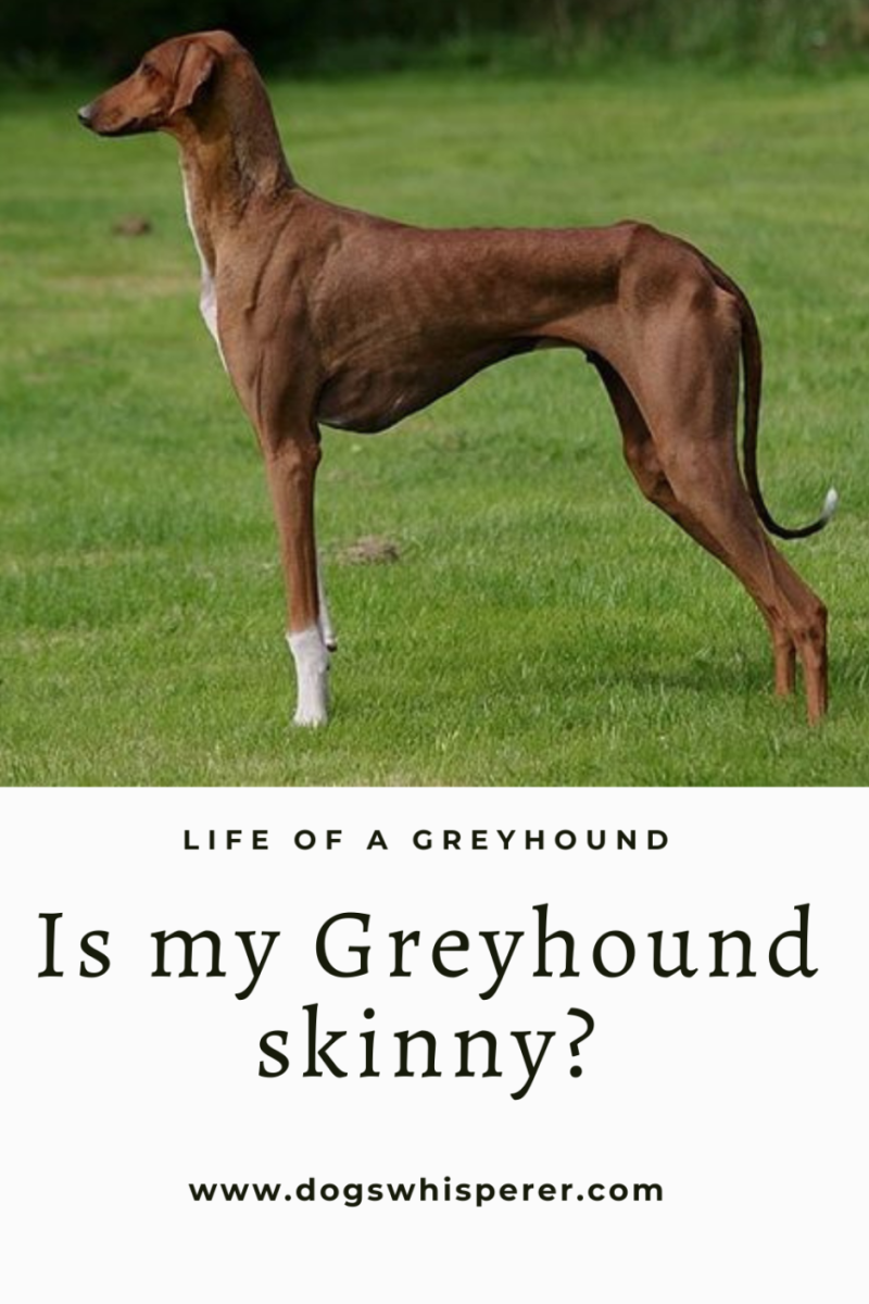 Азавак Грейхаунд