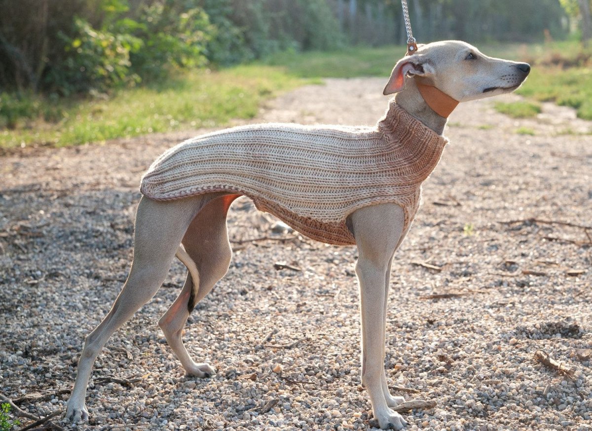 Уиппет собака