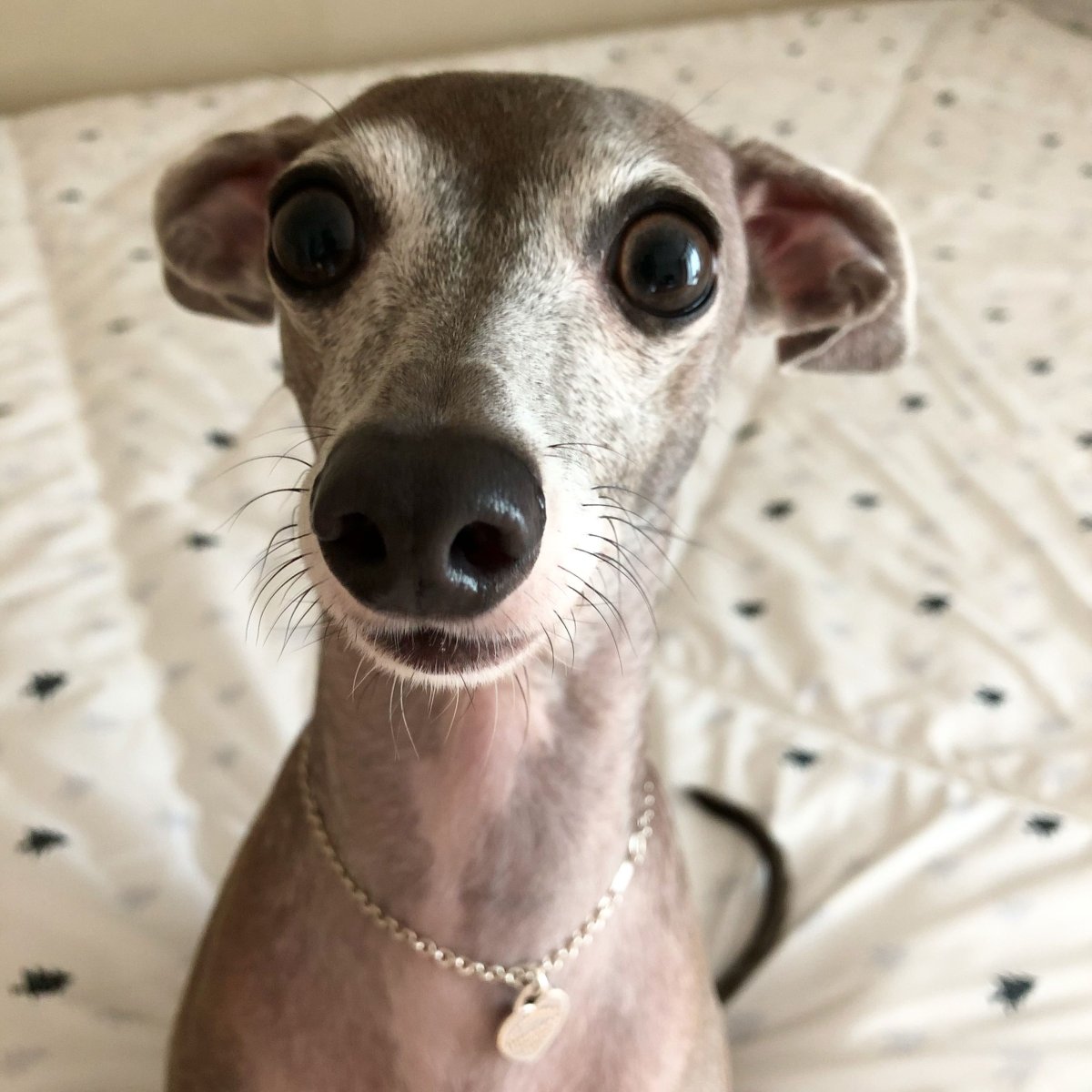 Итальянская борзая Левретка