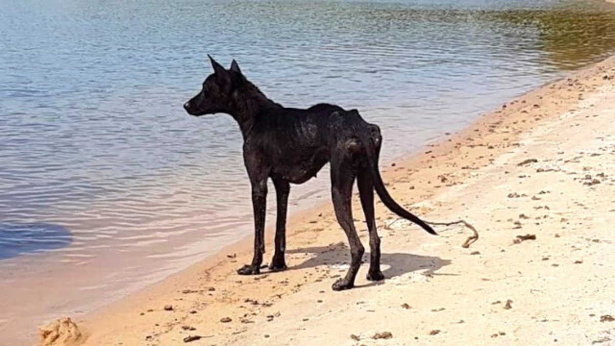 Тощая черная собака