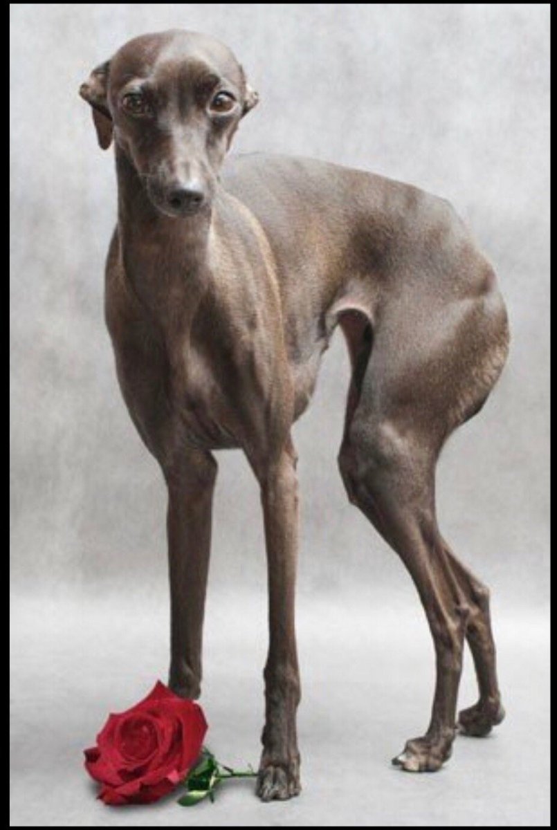 Левретка хохлатая