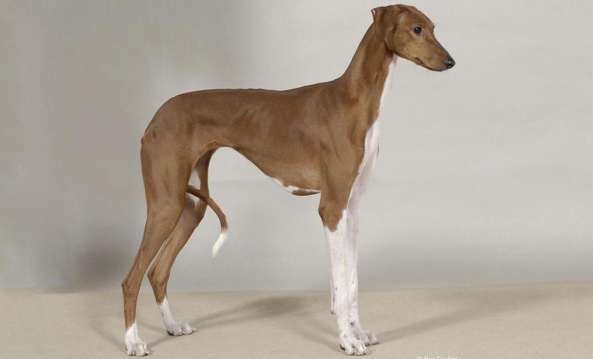 Азавак Левретка