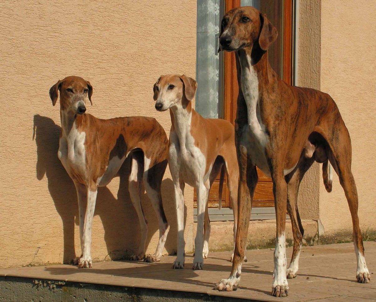 Собака гончая Азавак