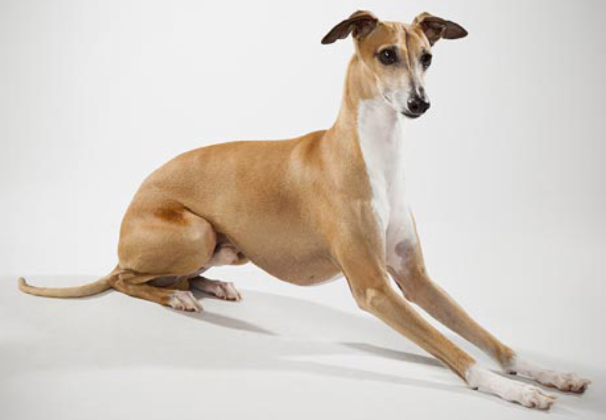 Уиппет собака