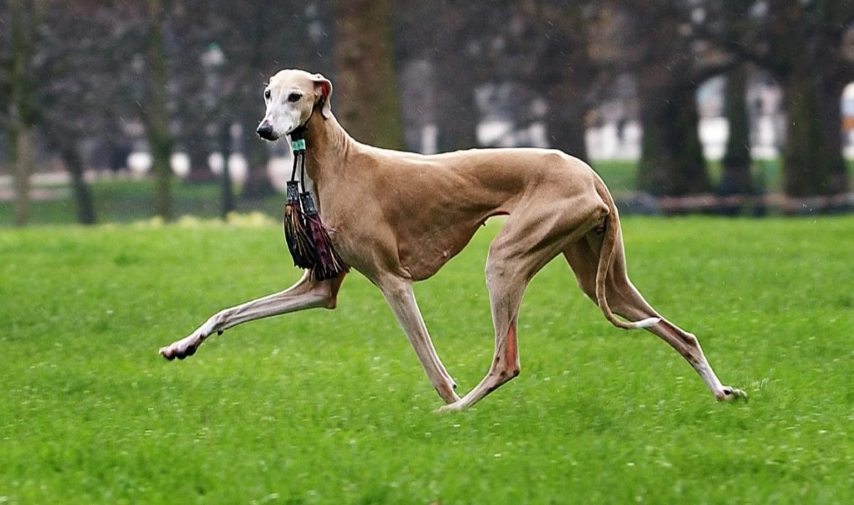 Азавак Африканская борзая