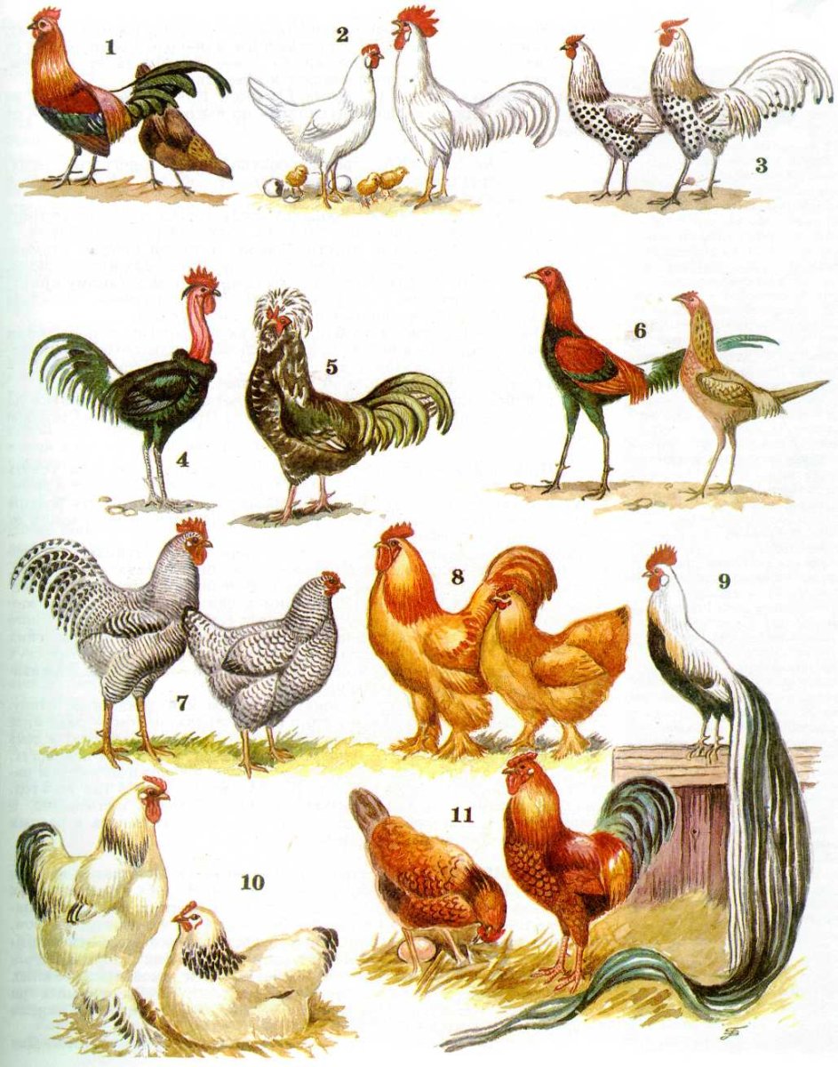 Домашнее животноые и птицы