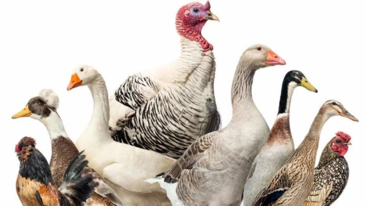 Куры утки гуси индюки цесарки