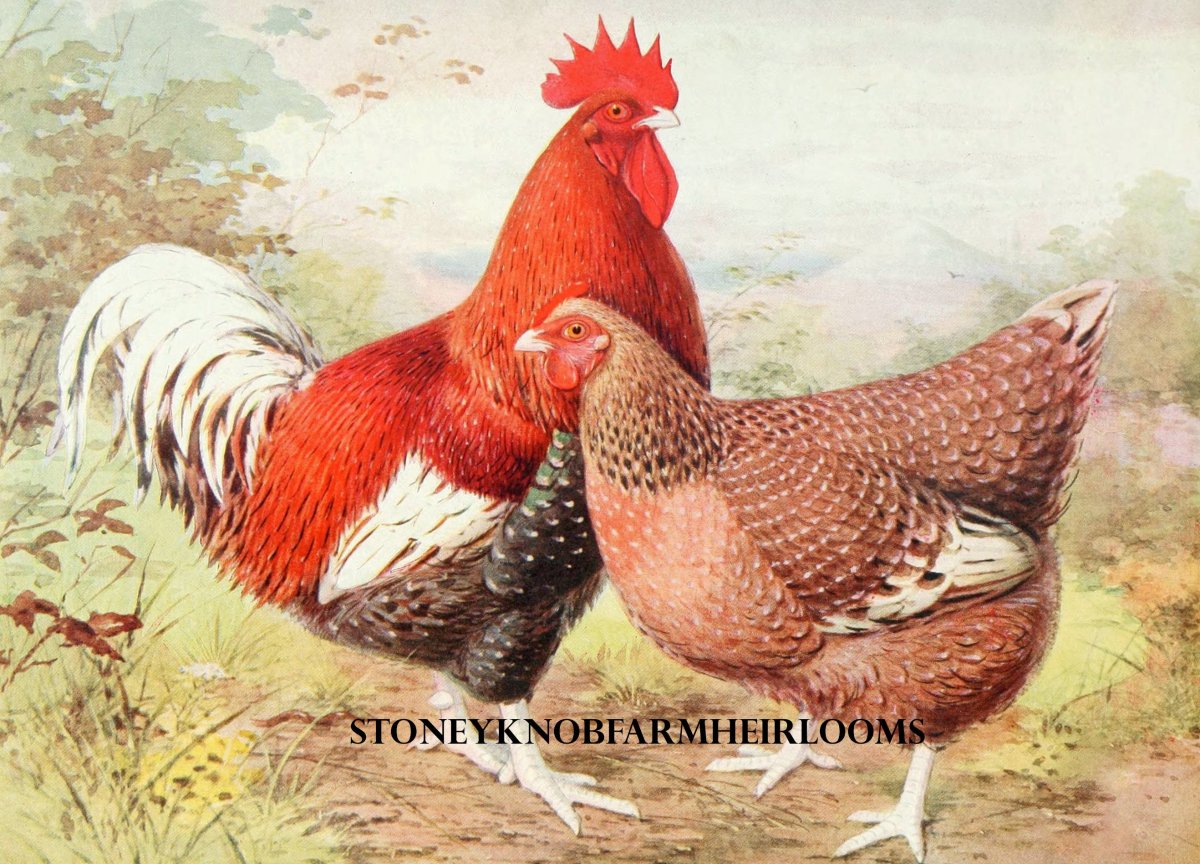 Картинки Курочка Винтаж