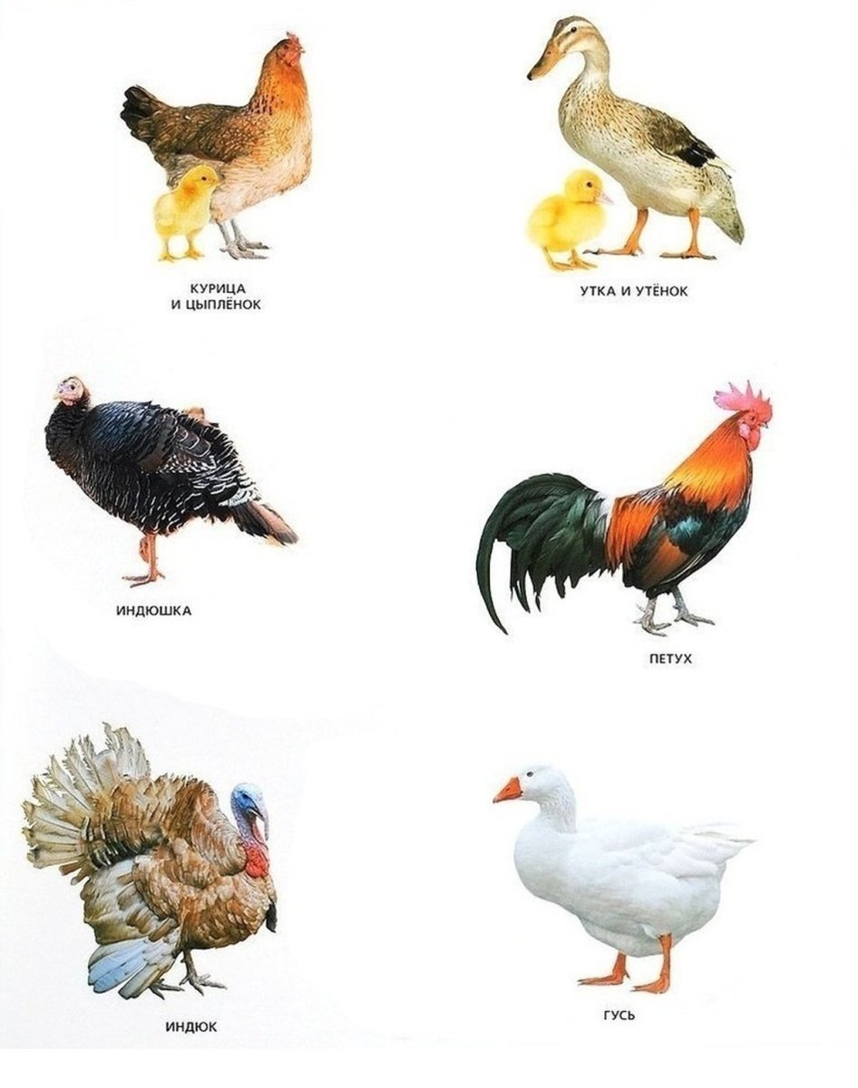 Домашние птицы названия