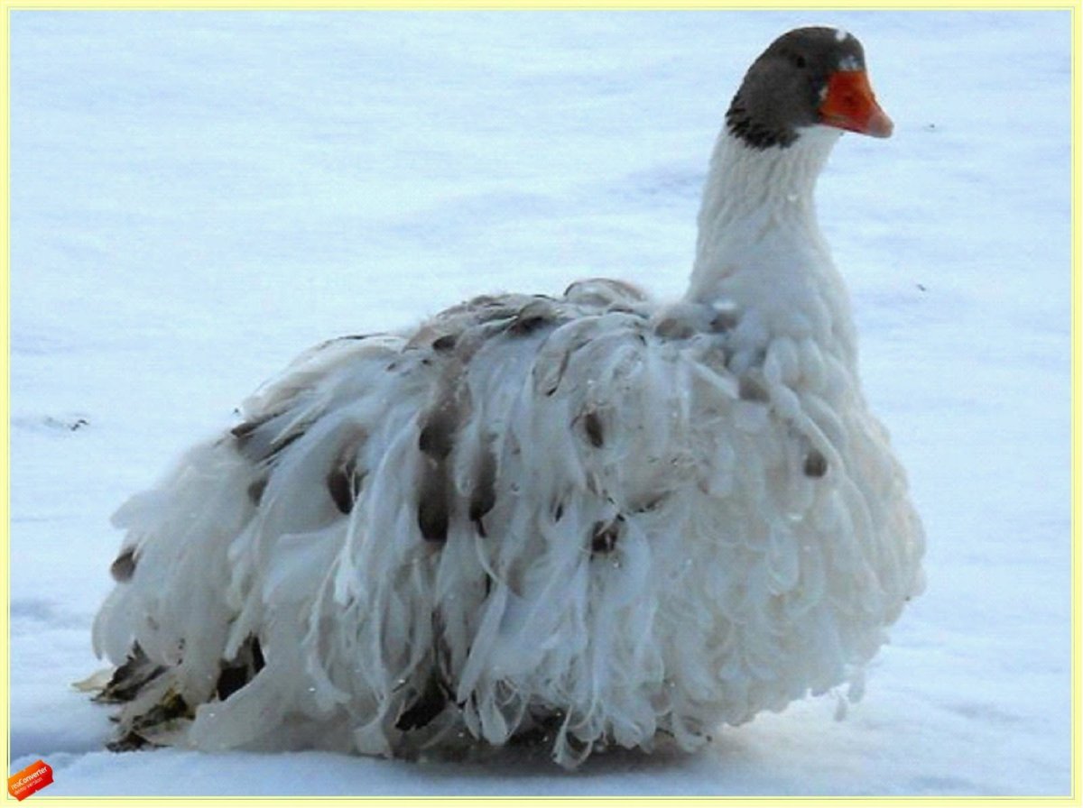 Курчавый Севастопольский Гусь