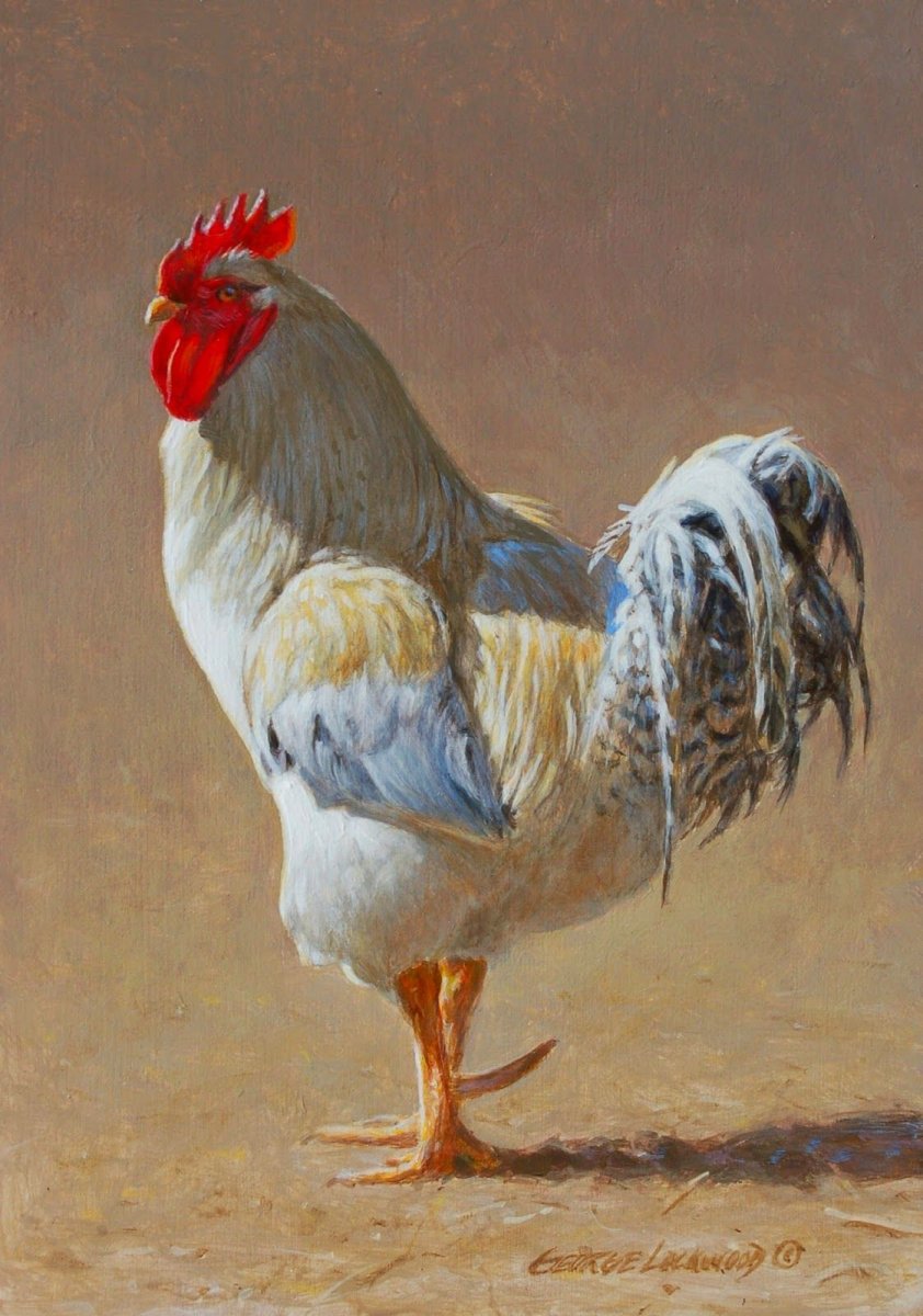 Петух и Курочка