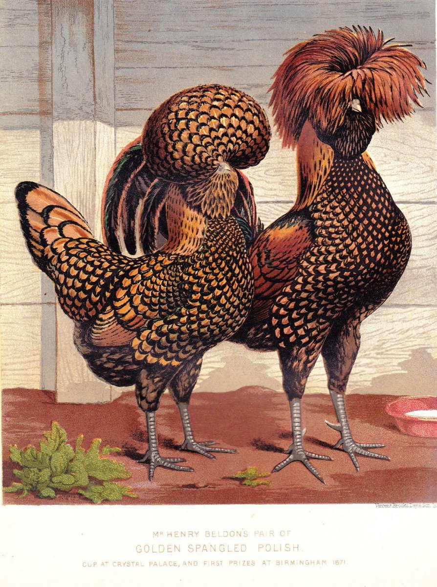 Редкие породы домашних птиц