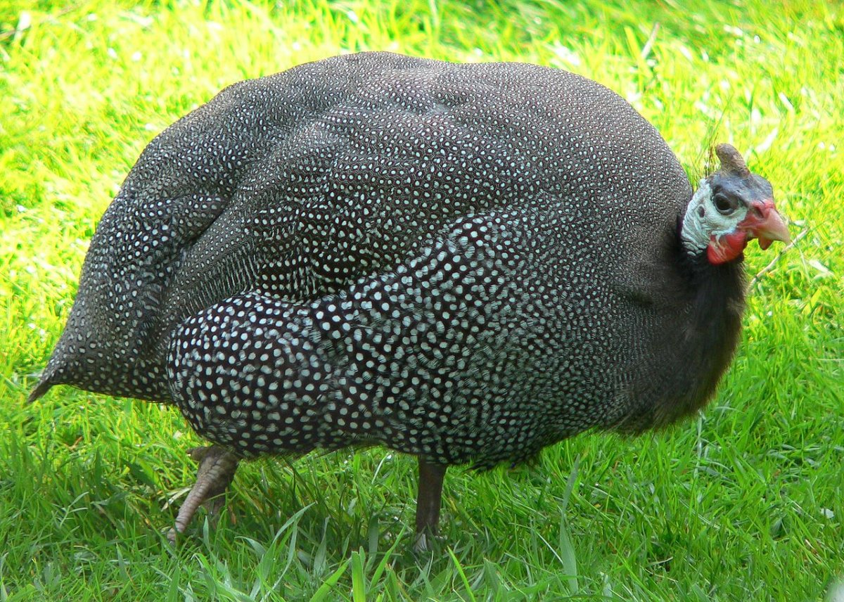 Цесарка французская бройлерная