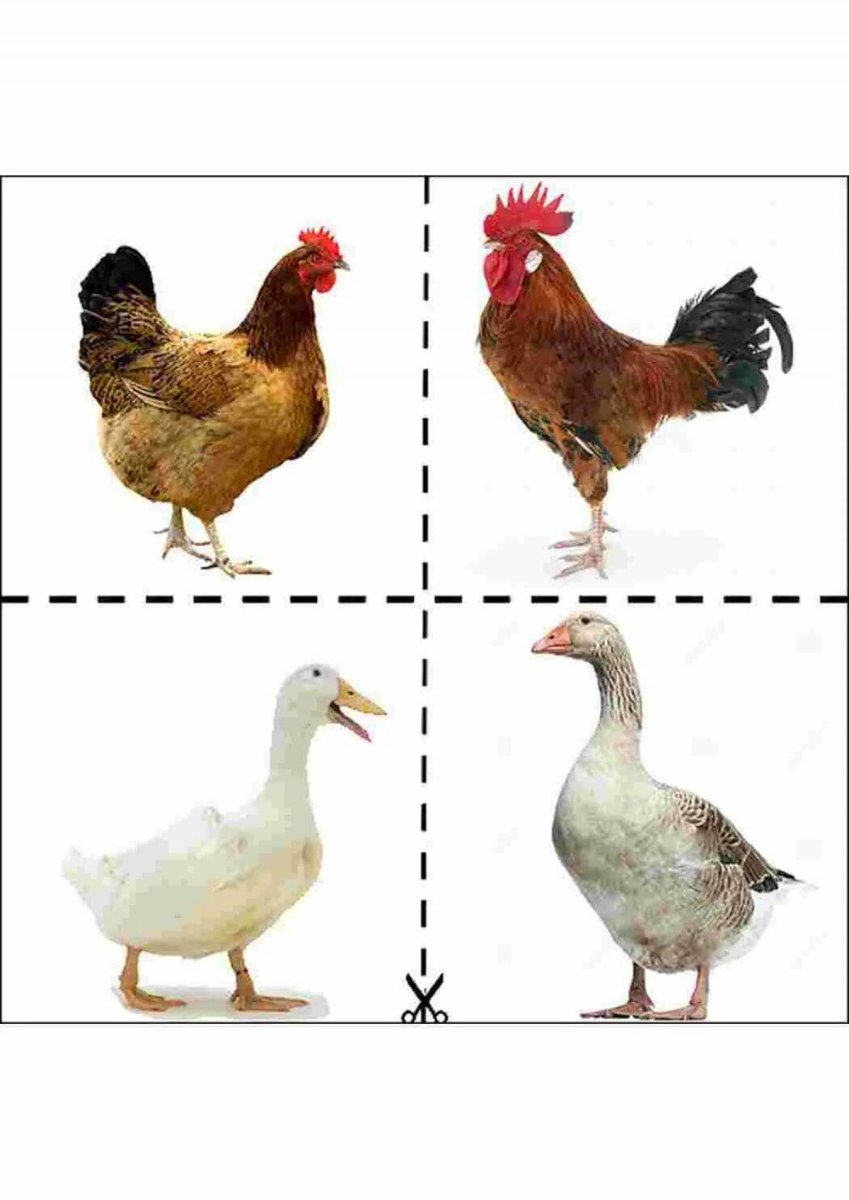 Картичкидомашние птицы