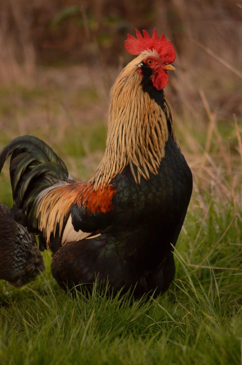 Породистые петухи
