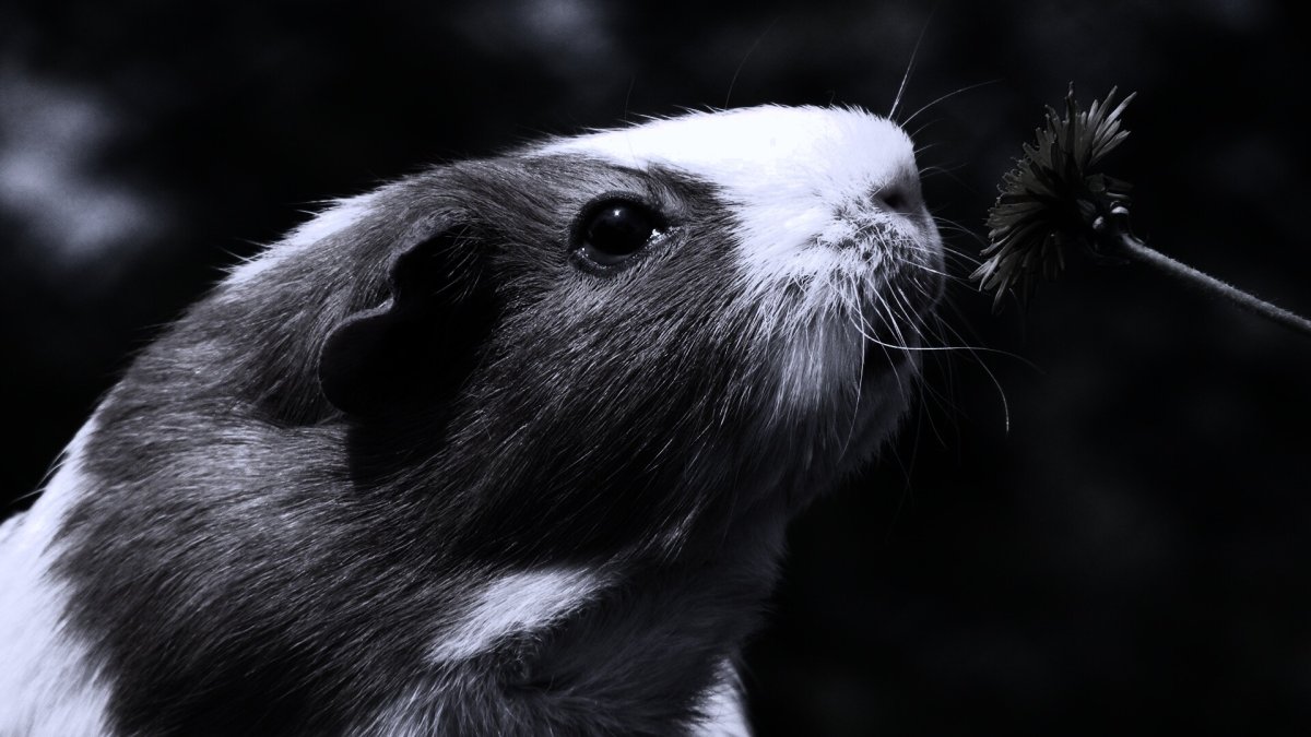 Морские свинки