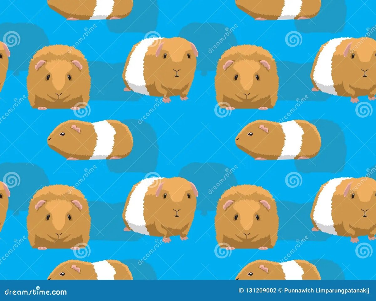 Morskaya svinka мультяшная