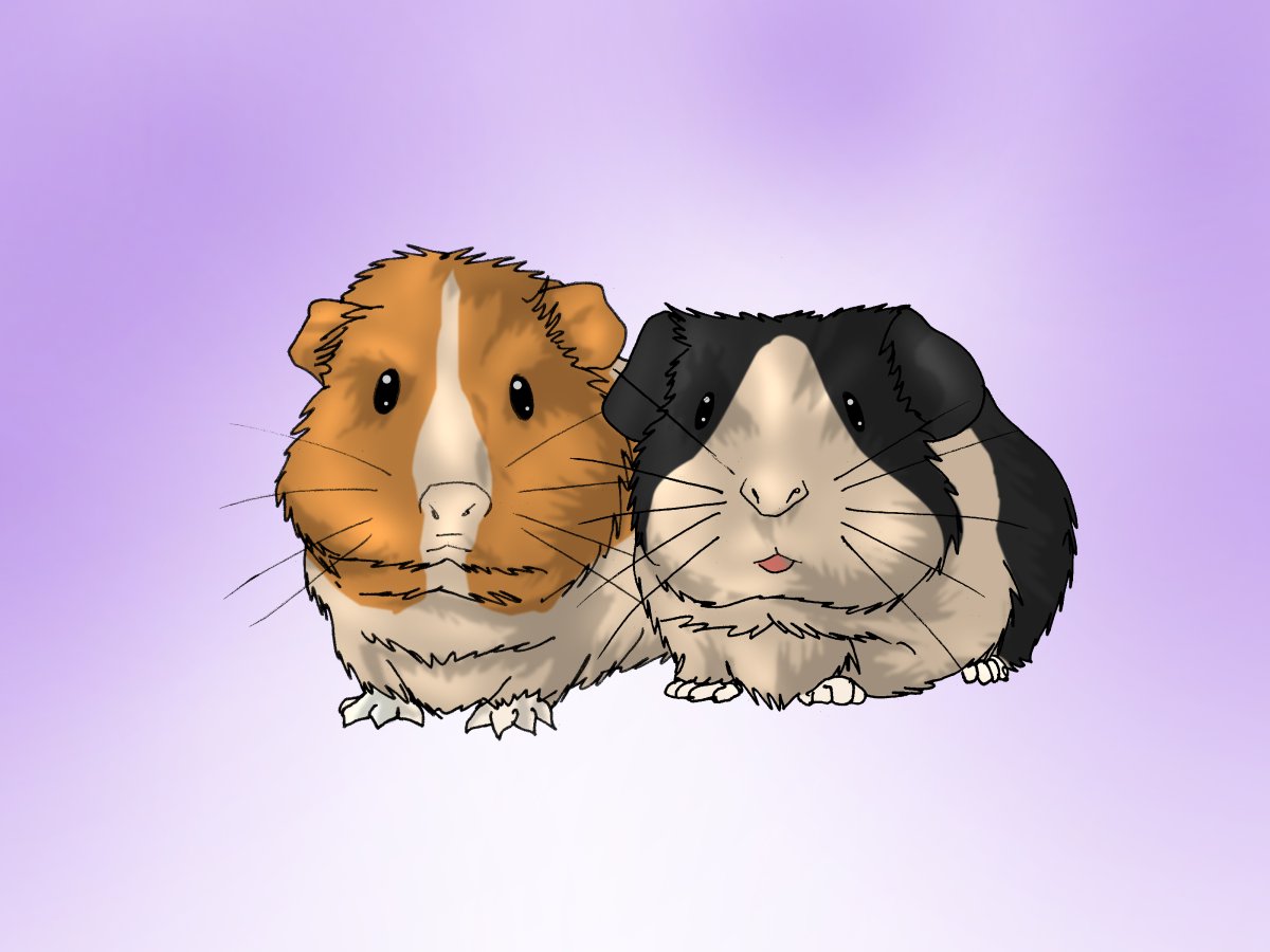 Морская Свинка мультяшная