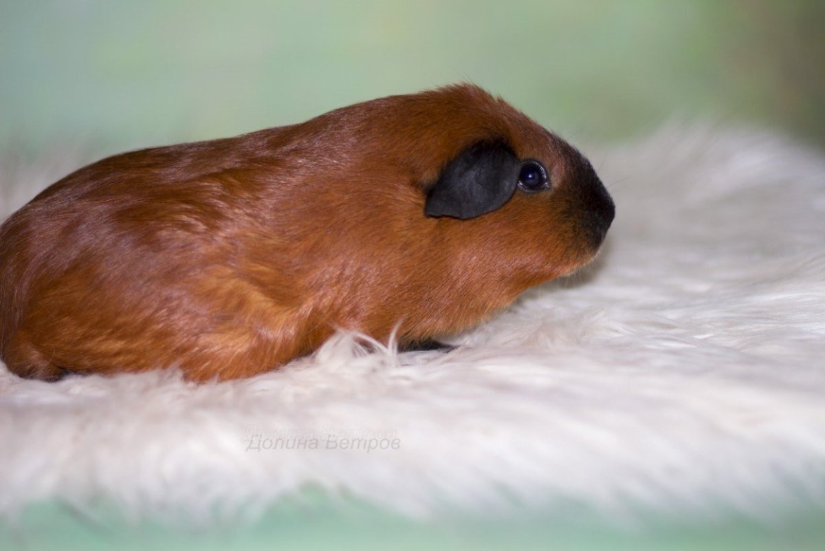 Розеточная морская Свинка и гладкошерстная