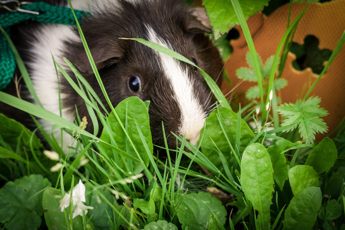 Морские свинки