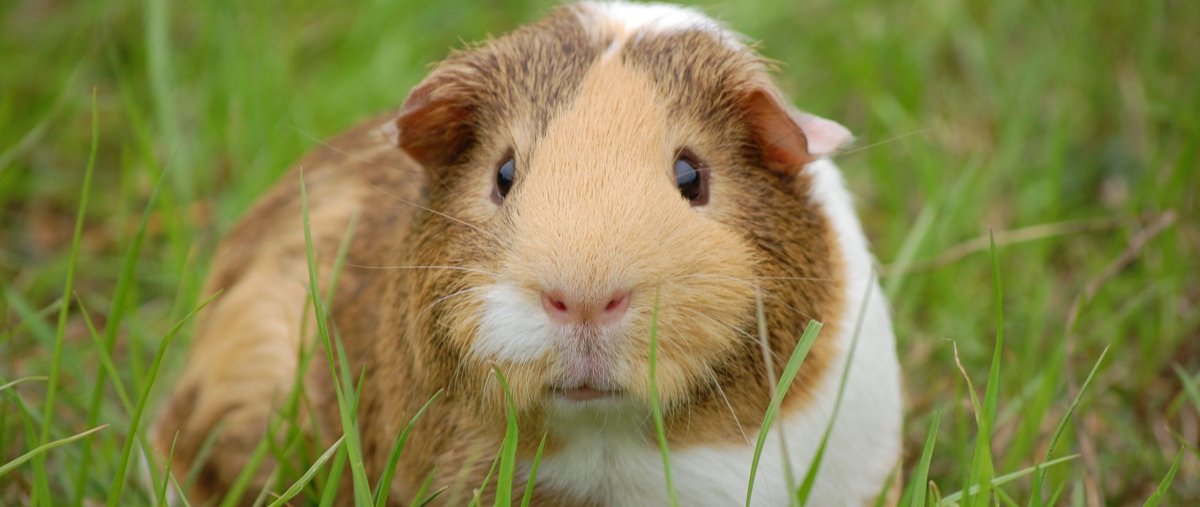 Мультик про морских свинок