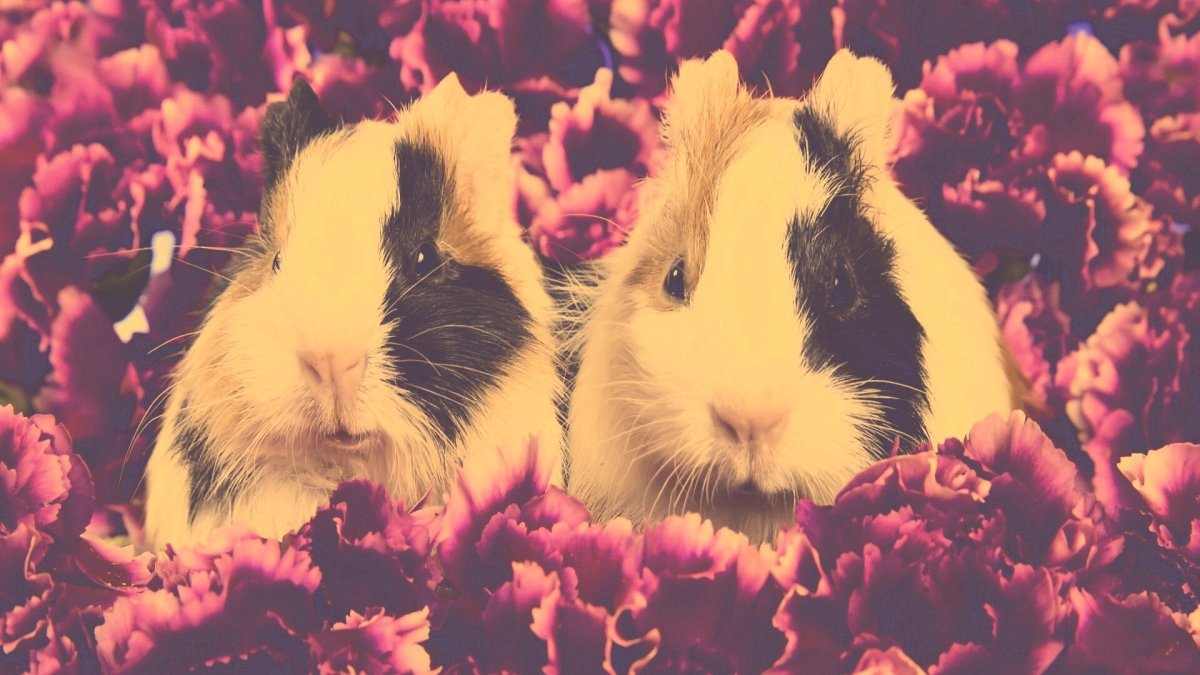 Морские свинки