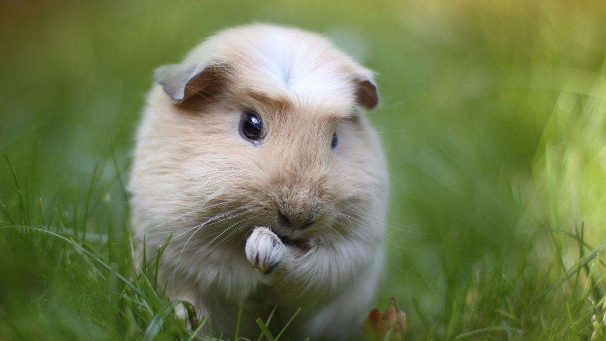 Сибирский хомяк