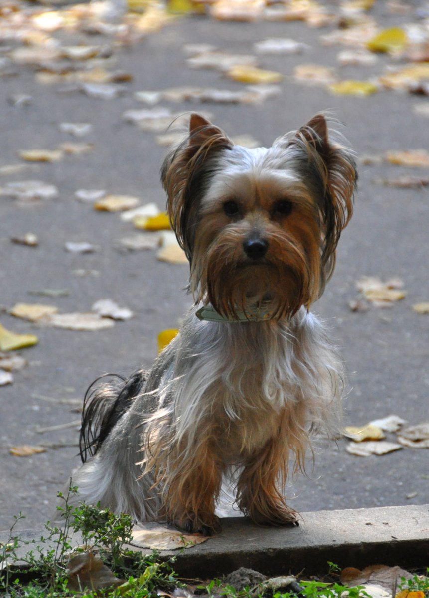 Порода собаки двор терьер