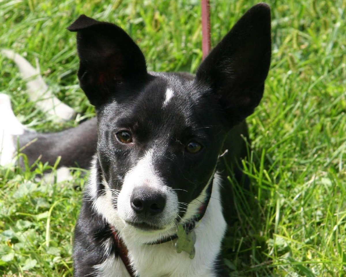 Метис уиппета и бордер колли