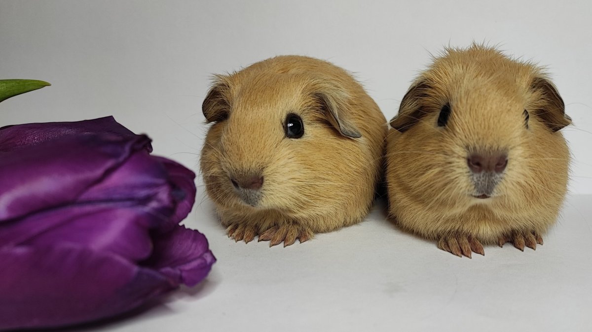 Морские свинки