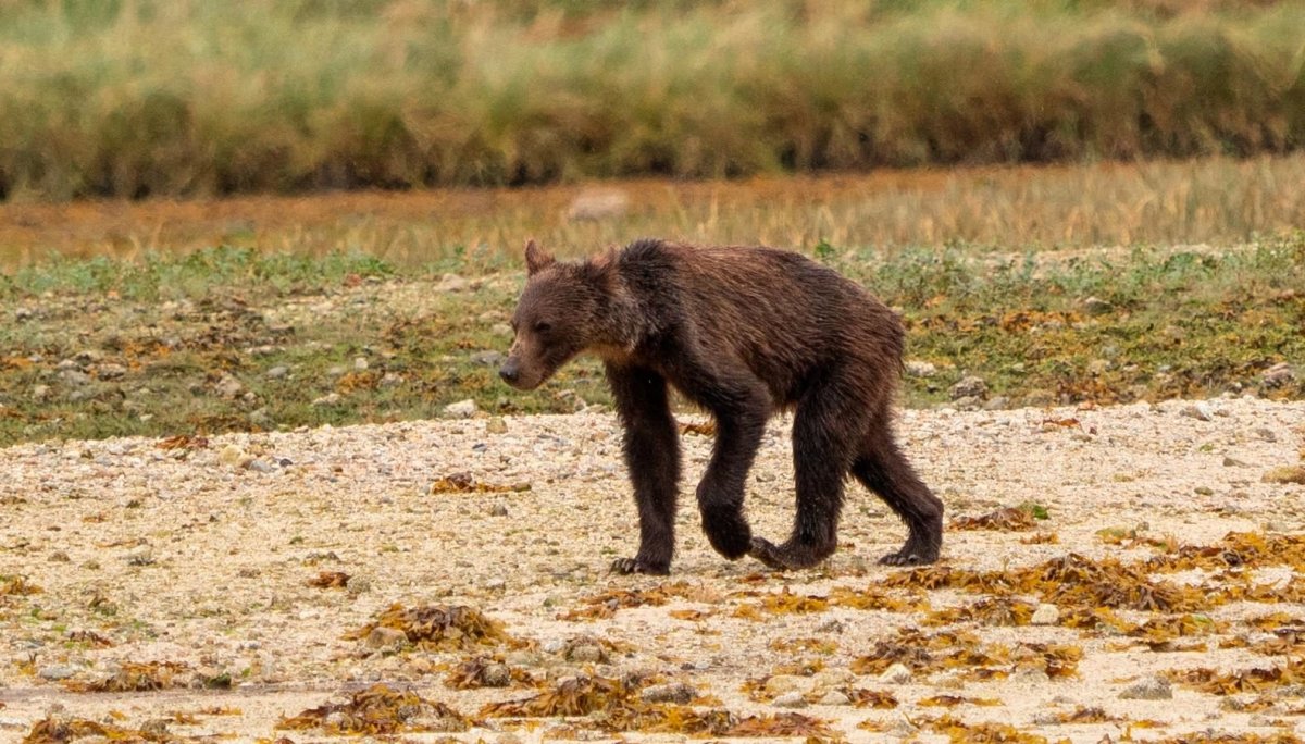 Худой Медвежонок