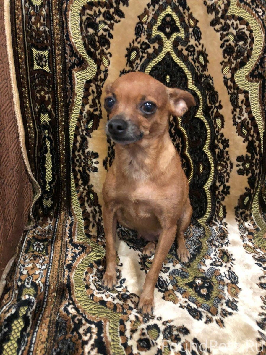 Цвергпинчер Тайсон