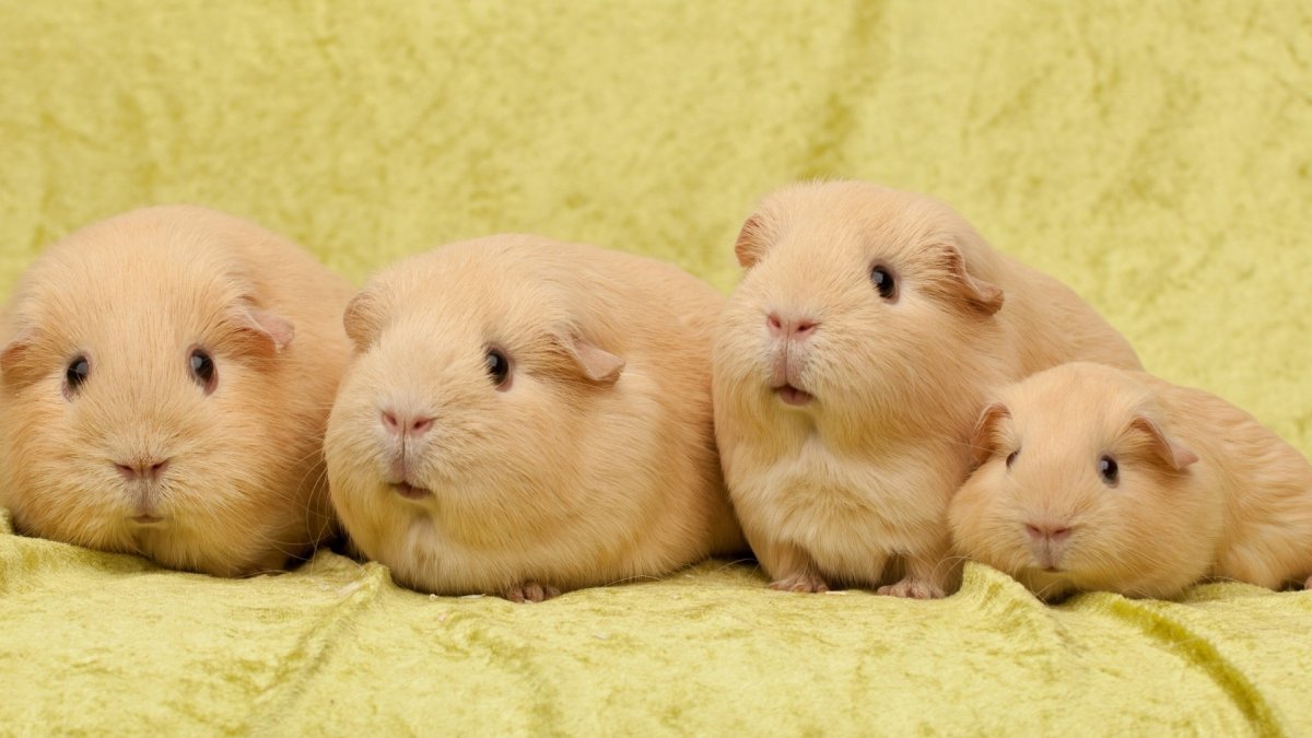 Милые домашние животные