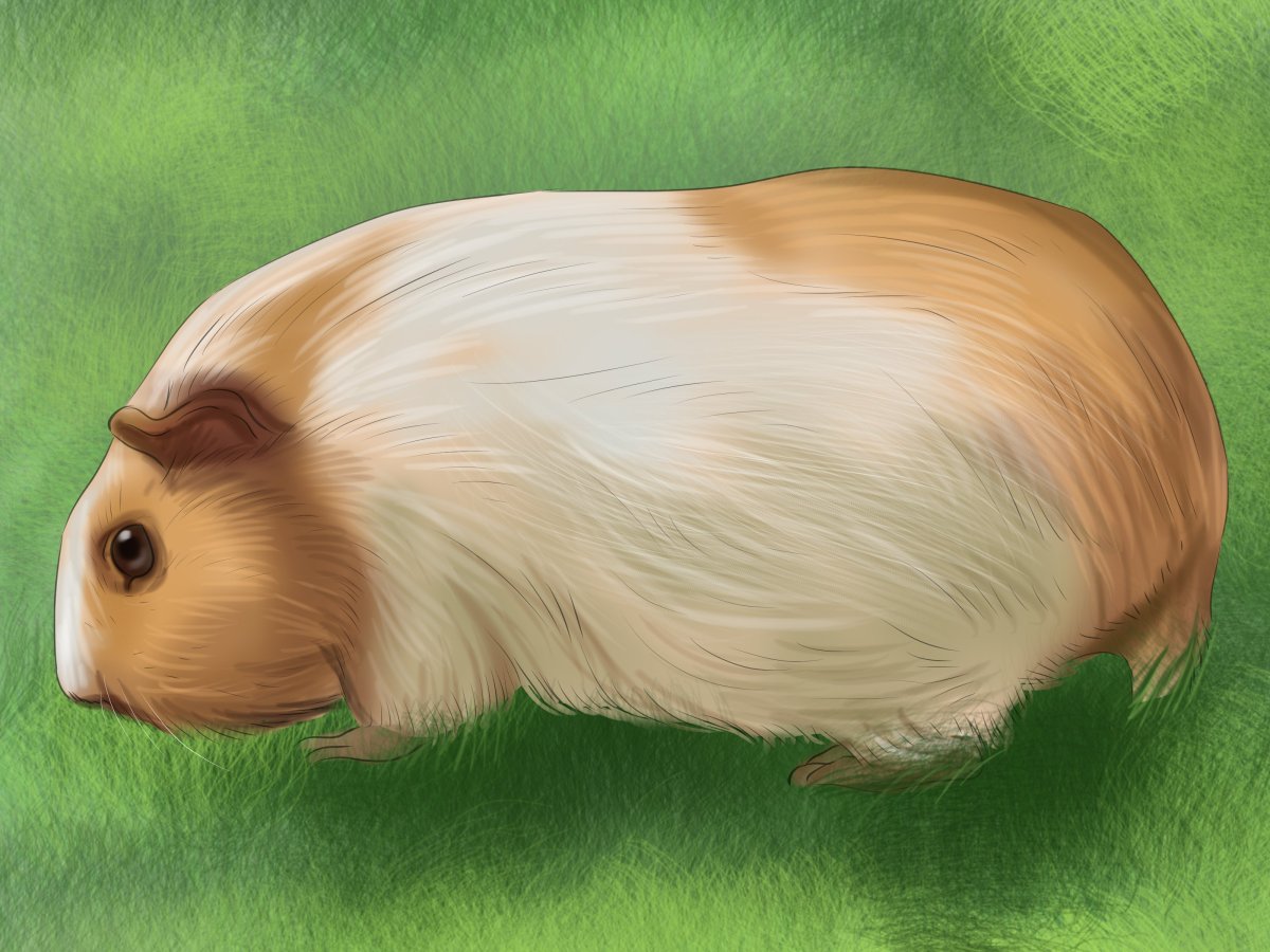 Морские свинки арты