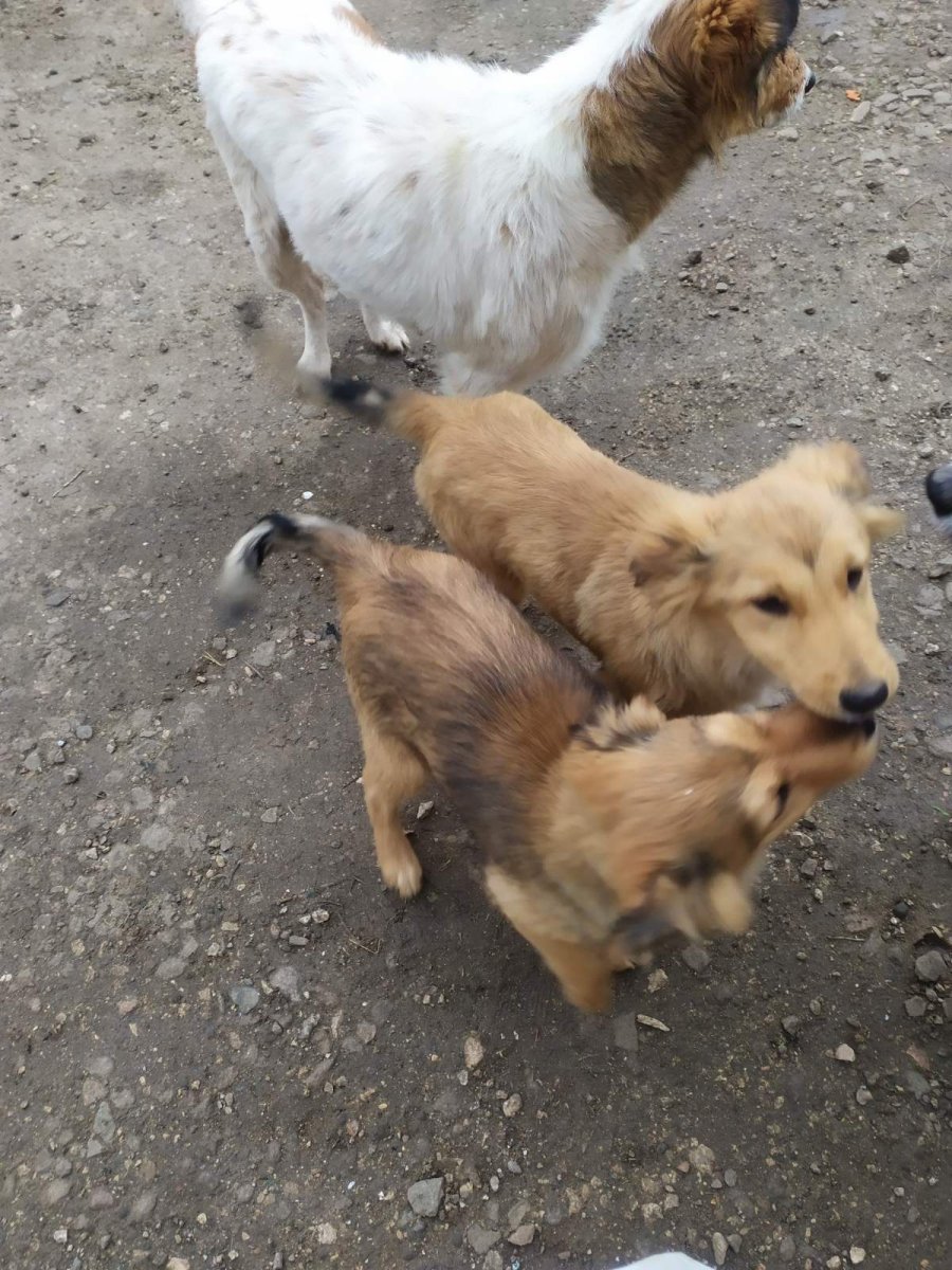 Двортерьер коты мальчики