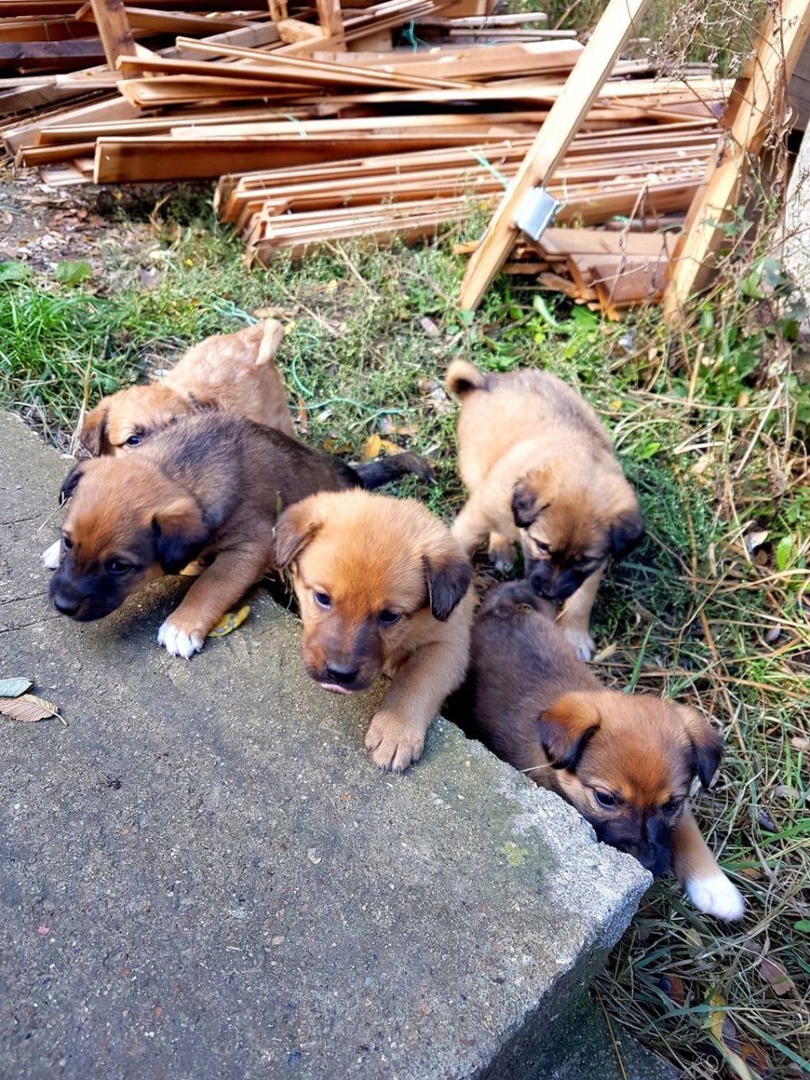 Собака во дворе