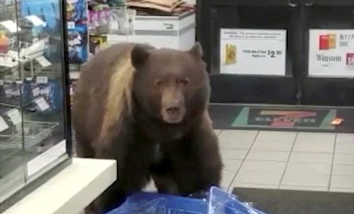 Медведь в супермаркете