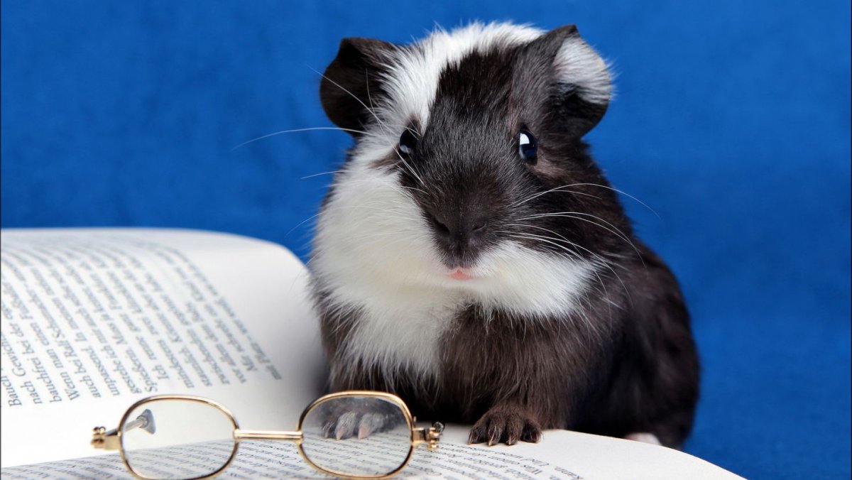 Морская Свинка в очках