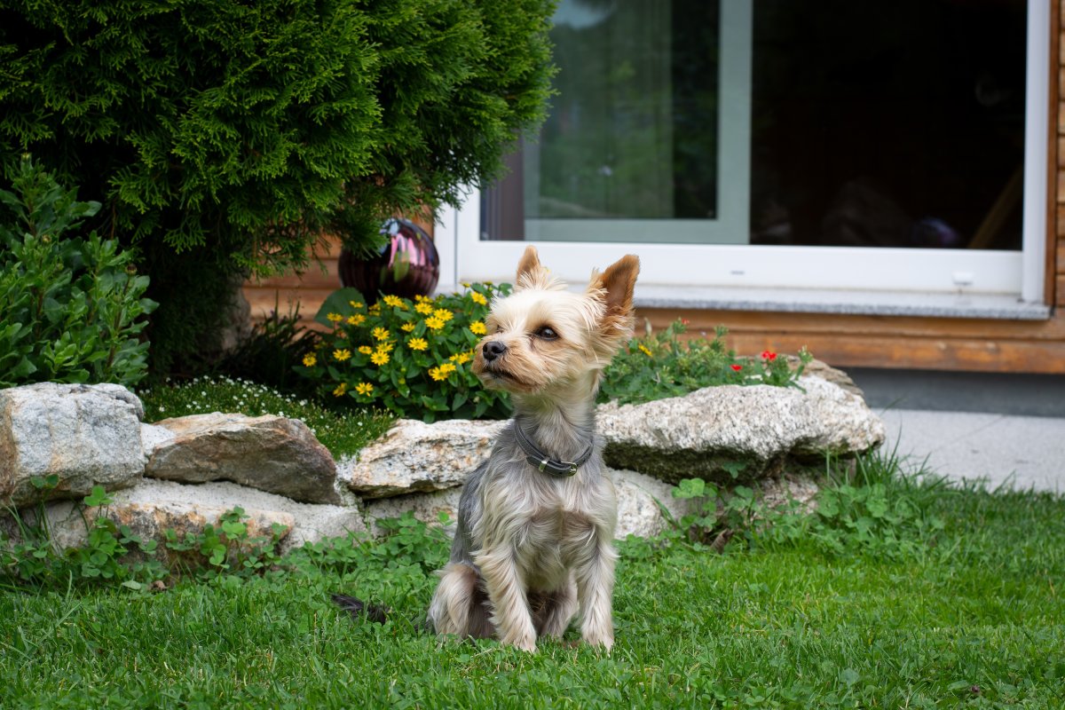 Коко терьер