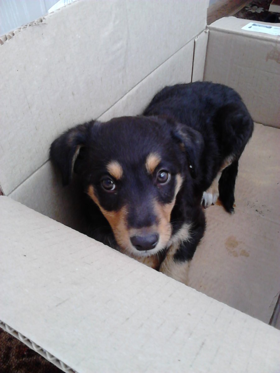 Беспородная такса