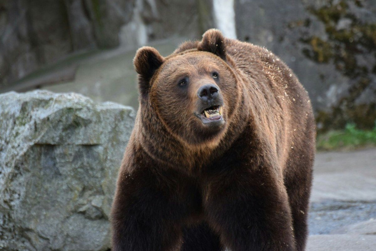 Гризли североамериканский бурый медведь