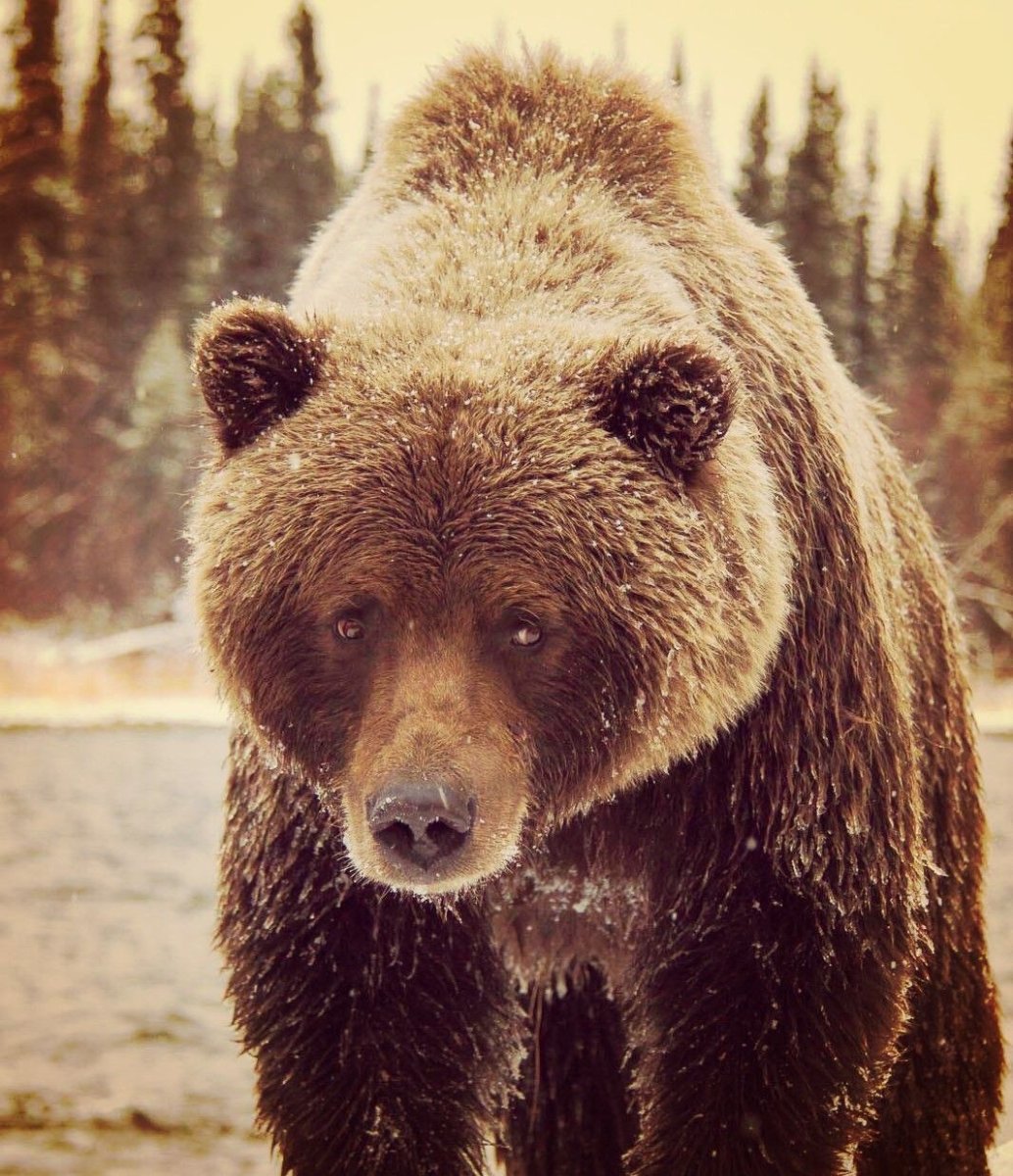 Североамериканский медведь Гризли