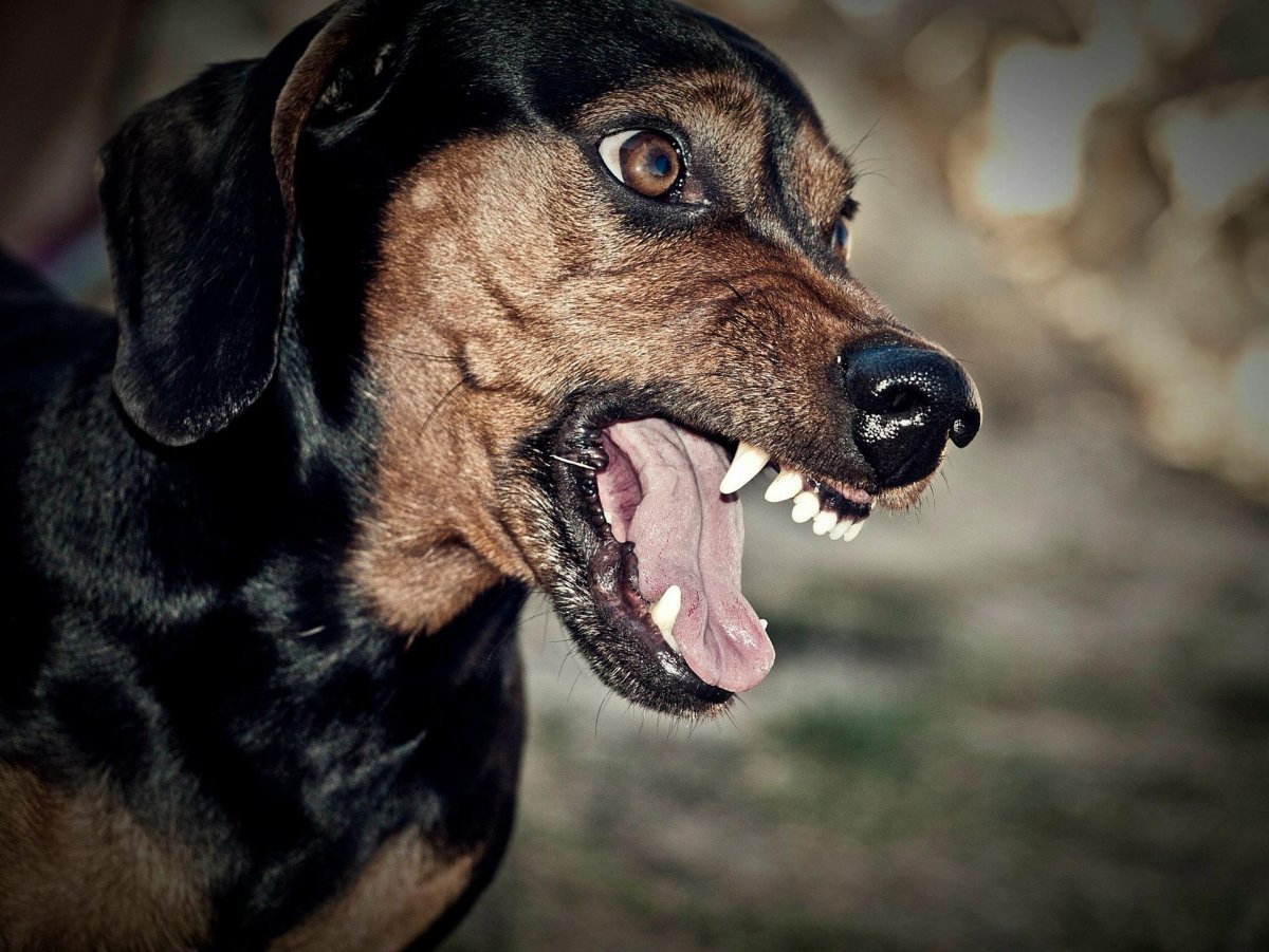 Доберман оскал