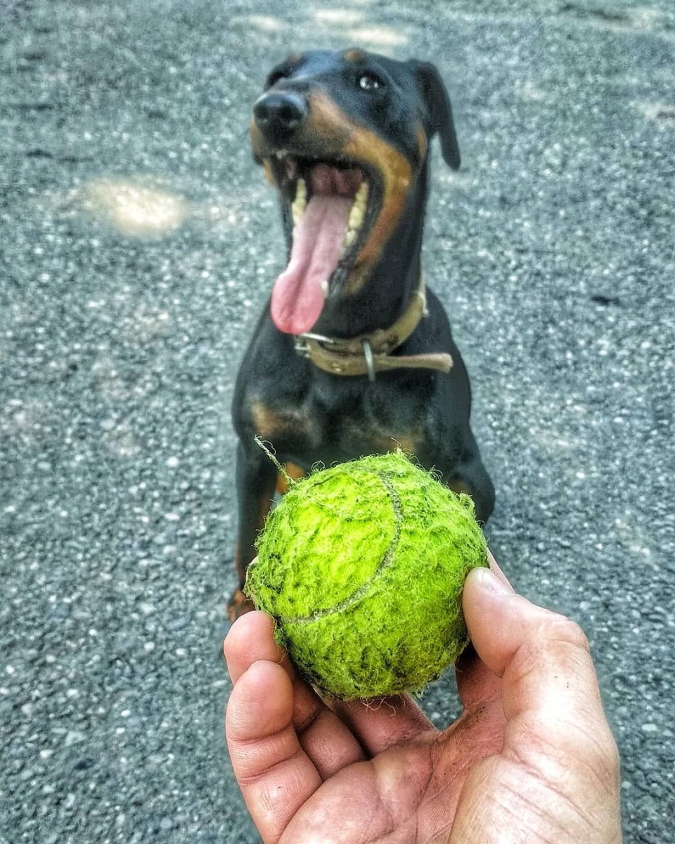 Собака 110x110