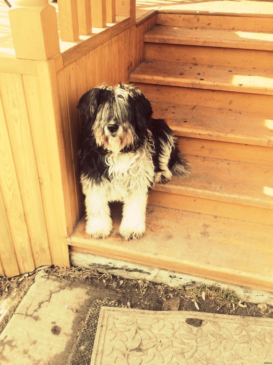 Французский двор терьер