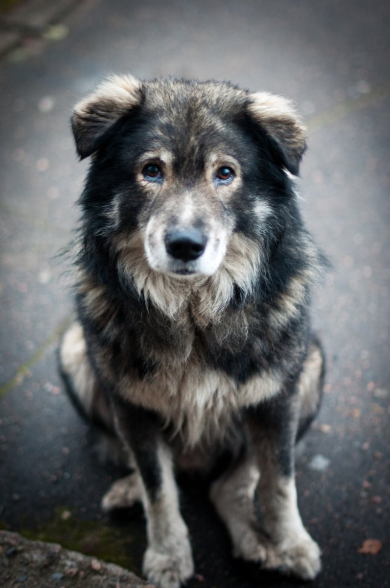 Бездомный пес