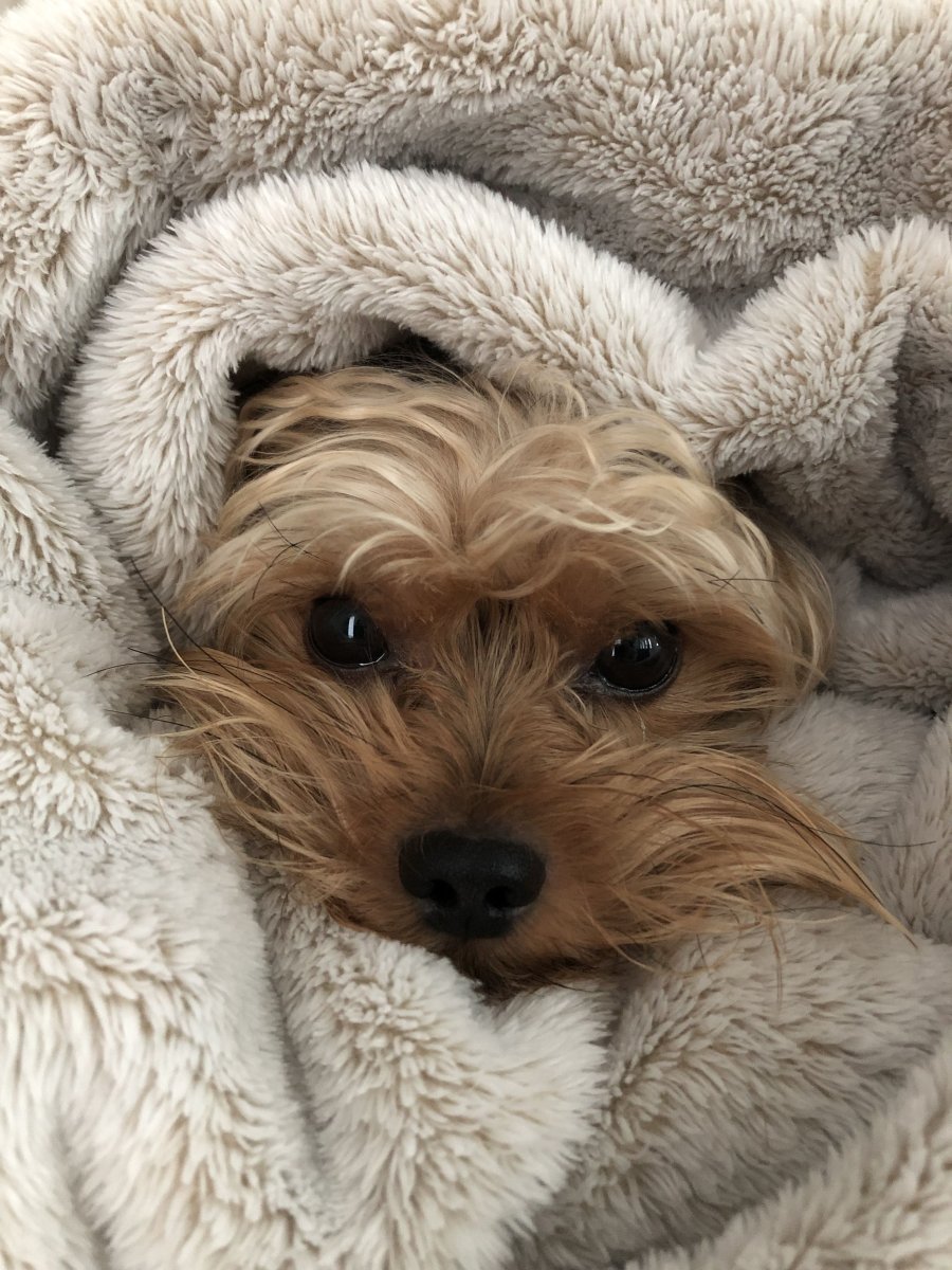 Двор терьеры собаки