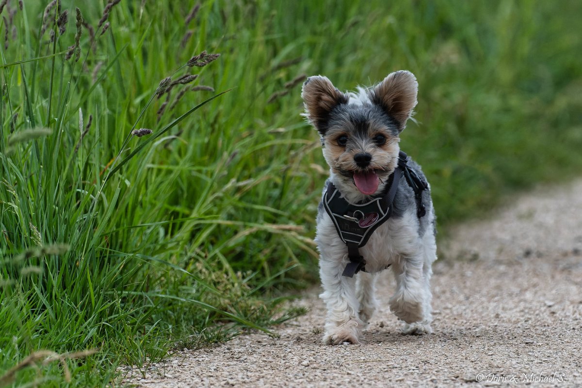 Фокс-терьер охотничья жесткошерстный